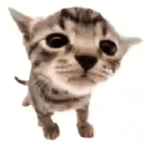 Animalitos 19.0 26