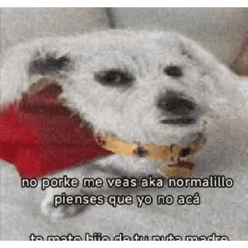 Animalitos 19.0 13