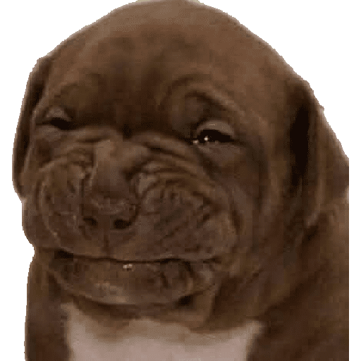 Animalitos13.0 20