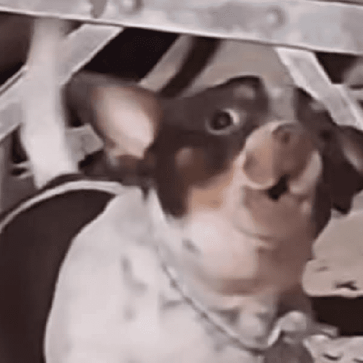 Animalitos13.0 4