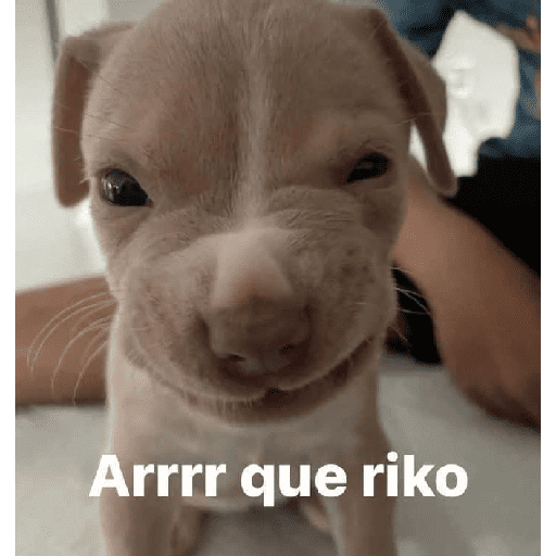 Animalitos13.0 11