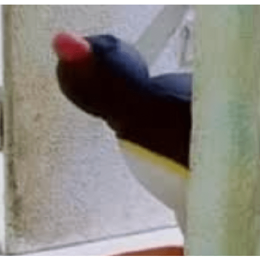 Pingu 20