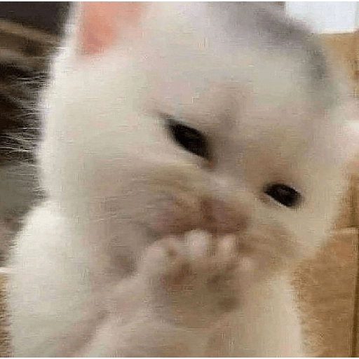 Random shit 20