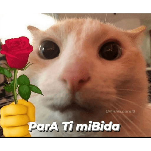 * NO DIGAS MAMADAS GARFIELD * 21