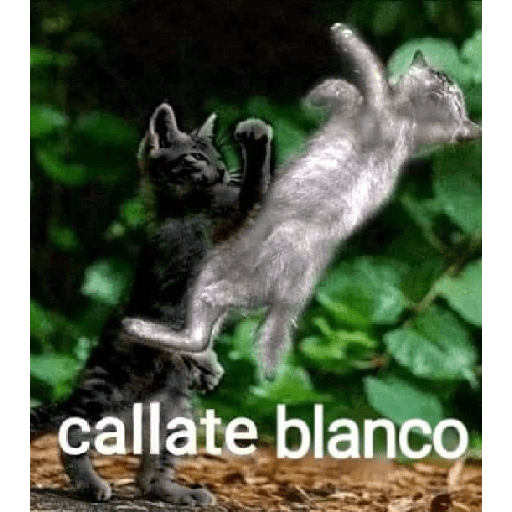 Lo que sea LR 15