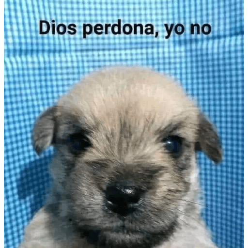 Lo que sea LR 21