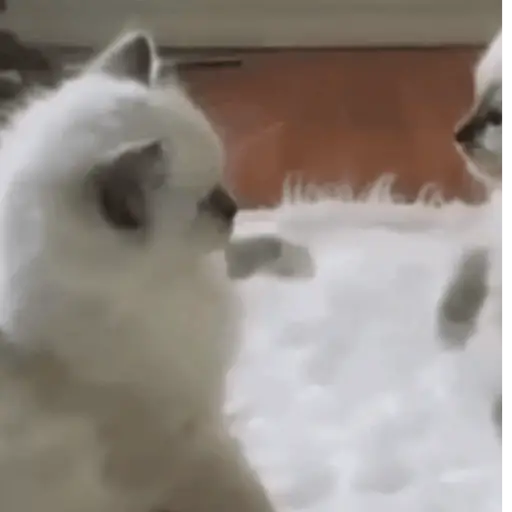 🐈‍⬛ 𝘊𝘢𝘵 Cats  💕3