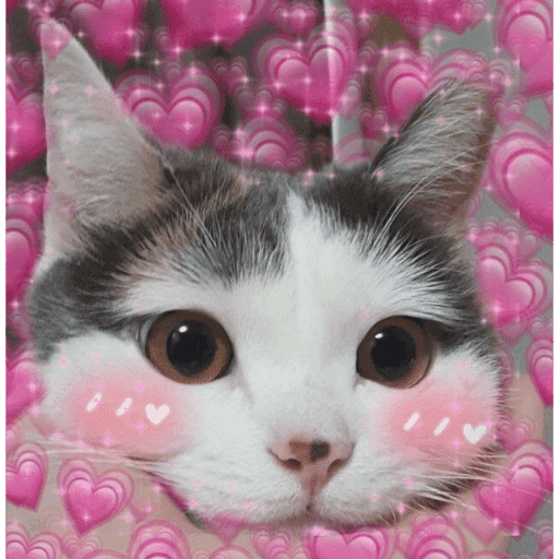 🐈‍⬛ Cat  Cats 💕7 5