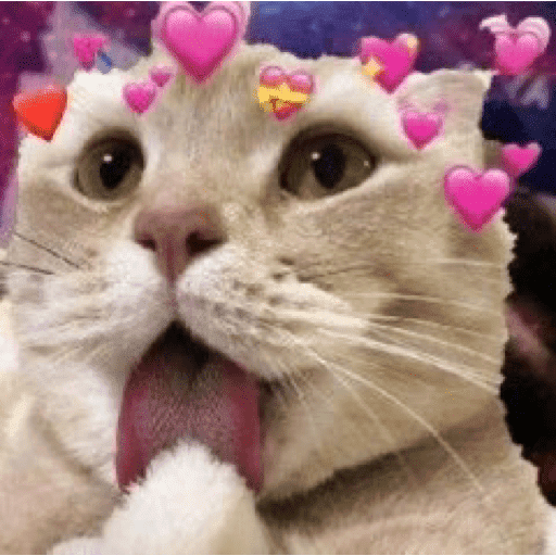 🐈‍⬛ Cat  Cats 💕7 29