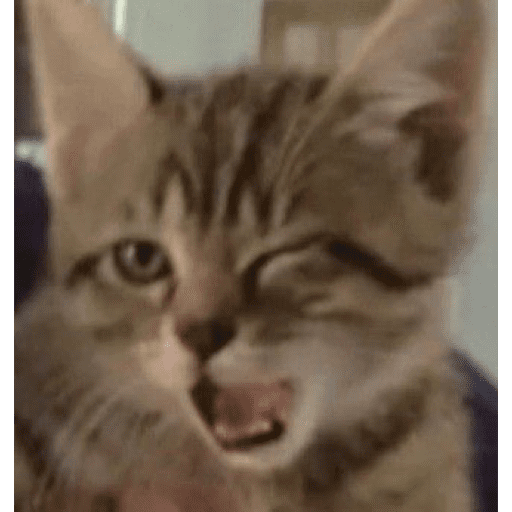 🐈‍⬛ Cat  Cats 💕7 22