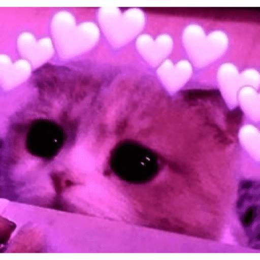 🐈‍⬛ Cat  Cats 💕7 27