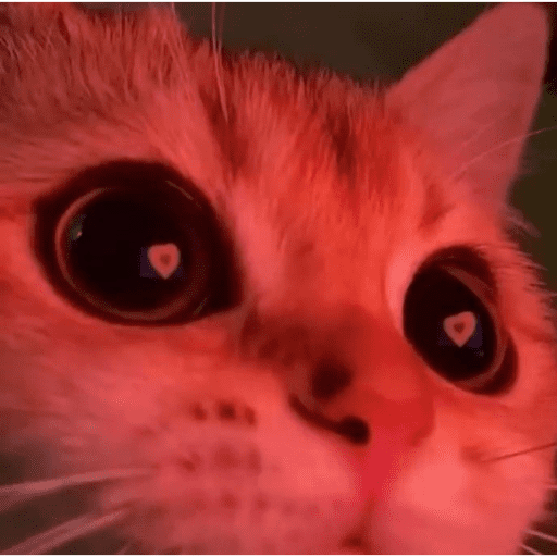 🐈‍⬛ Cat  Cats 💕7 26