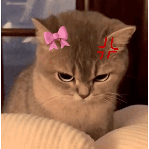 🐈‍⬛ Cat  Cats 💕7 30