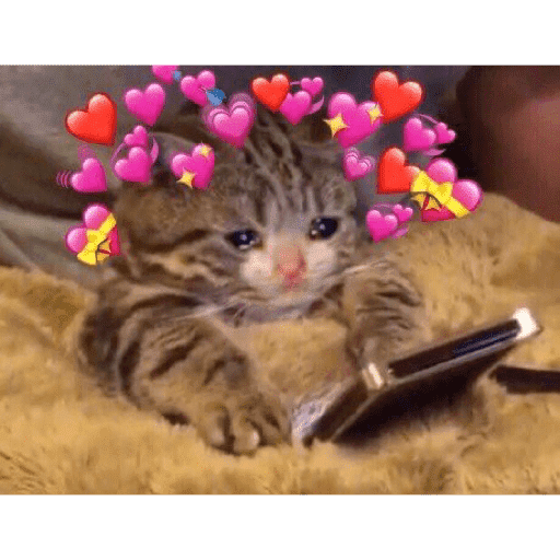 🐈‍⬛ Cat  Cats 💕7 3