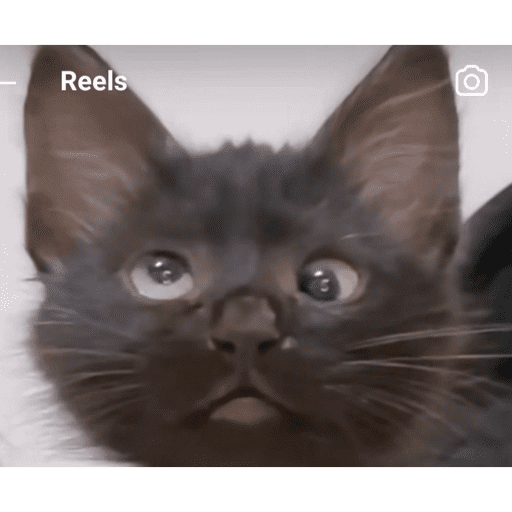 🐈‍⬛ Cat  Cats 💕7 23