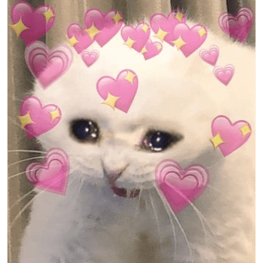 🐈‍⬛ Cat  Cats 💕7 2