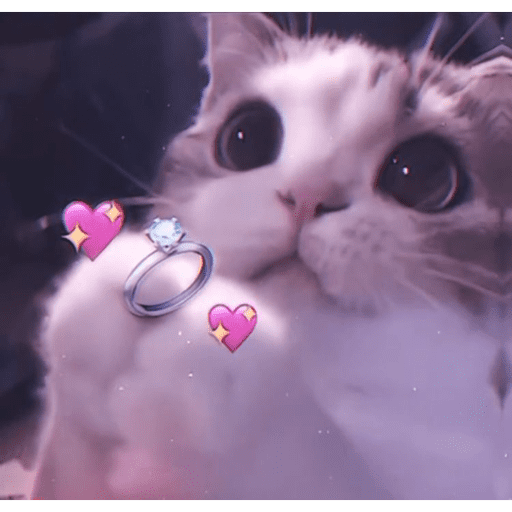 🐈‍⬛ Cat  Cats 💕7 18