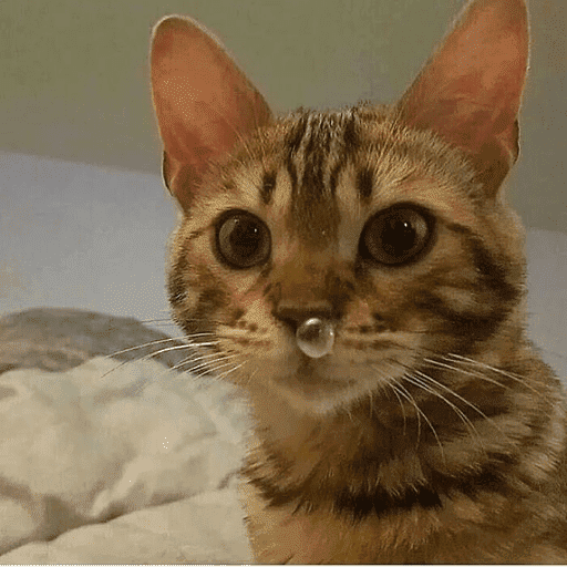 🐈‍⬛ Cat  Cats 💕7 24
