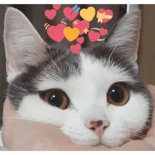 🐈‍⬛ Cat  Cats 💕7 11