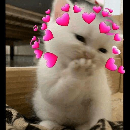 🐈‍⬛ Cat  Cats 💕7 9