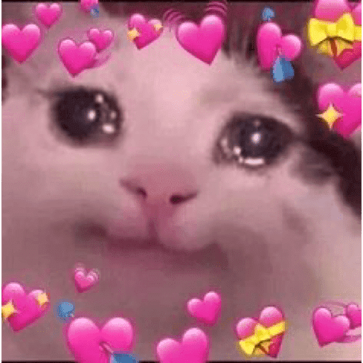 🐈‍⬛ Cat  Cats 💕7 1