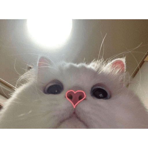 🐈‍⬛ Cat  Cats 💕7 6