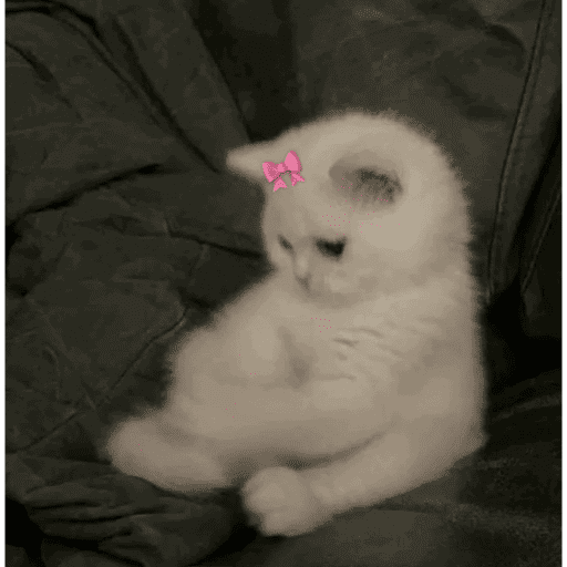 🐈‍⬛ Cat  Cats 💕7 7