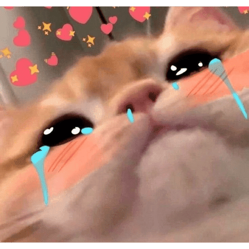 🐈‍⬛ Cat  Cats 💕7 4