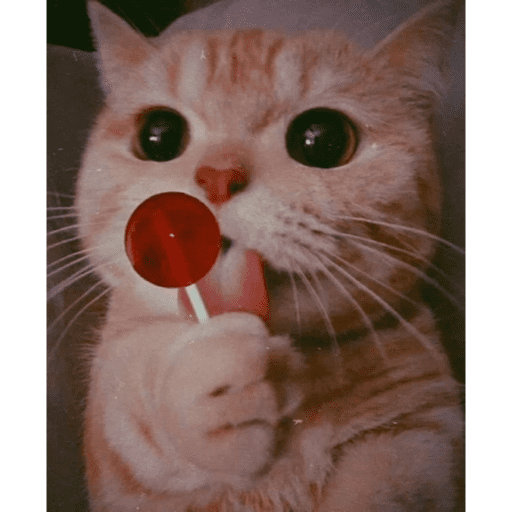 🐈‍⬛ Cat  Cats 💕7 25