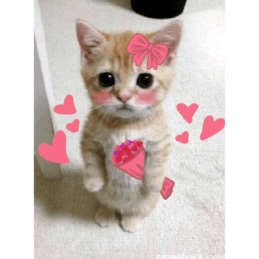 🐈‍⬛ Cat  Cats 💕7 10