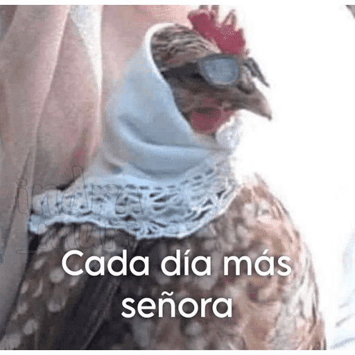 🐈‍⬛ Cat Parabéns 2 21