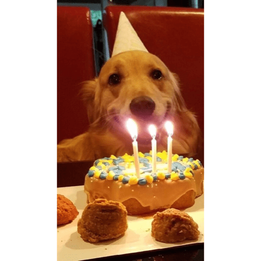 🐈‍⬛ Cat Parabéns 2 14