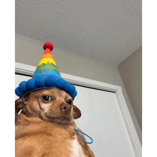 🐈‍⬛ Cat Parabéns 2 6