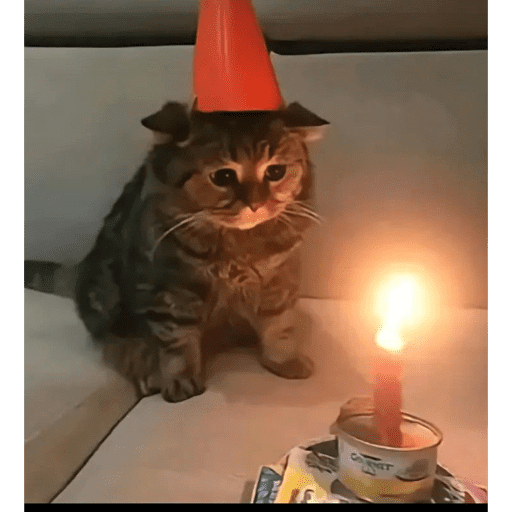 🐈‍⬛ Cat Parabéns 2 15