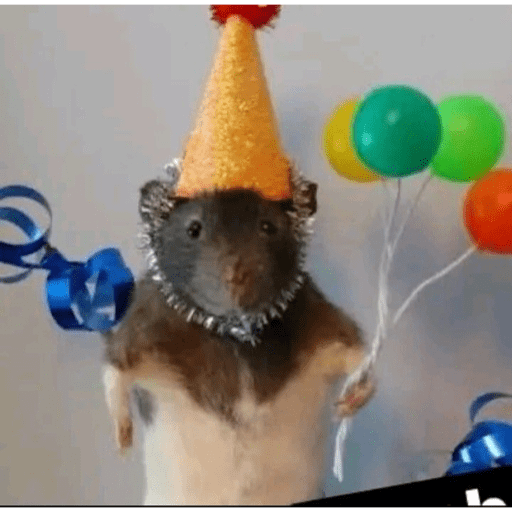 🐈‍⬛ Cat Parabéns 2 12
