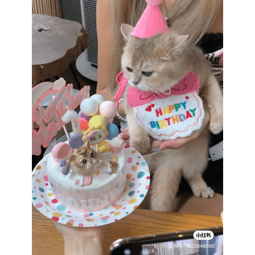 🐈‍⬛ Cat Parabéns 2 17