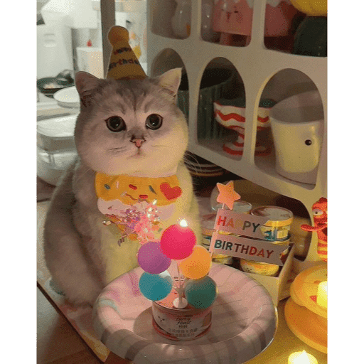 🐈‍⬛ Cat Parabéns 2 16