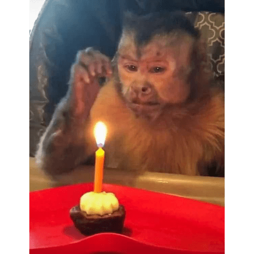 🐈‍⬛ Cat Parabéns 2 8