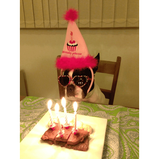 🐈‍⬛ Cat Parabéns 2 13