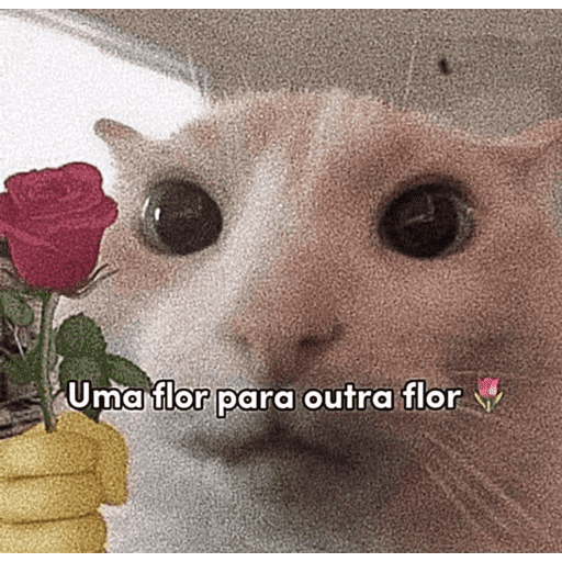 🐈‍⬛ Cat Parabéns 2 29
