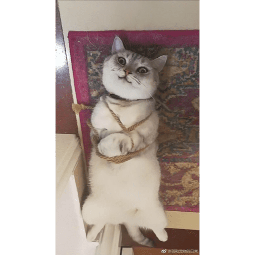 🐈‍⬛ Cat Cats 💕6 22