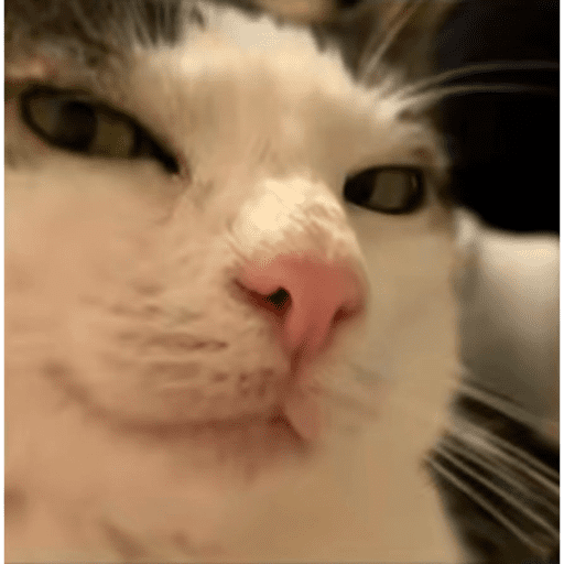 🐈‍⬛ Cat Cats 💕6 4