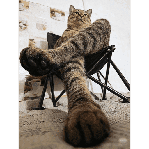 🐈‍⬛ Cat Cats 💕6 6