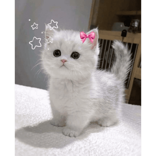 🐈‍⬛ Cat Cats 💕6 17
