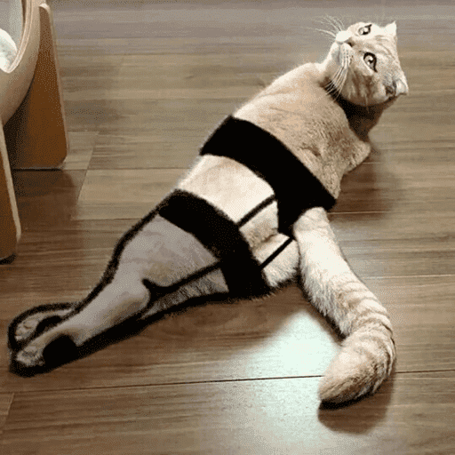 🐈‍⬛ Cat Cats 💕6 8