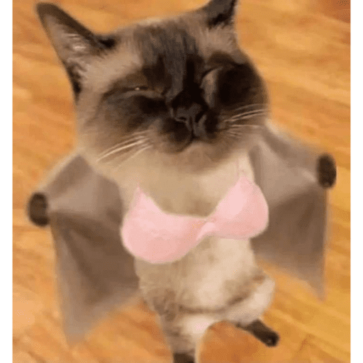 🐈‍⬛ Cat Cats 💕6 13