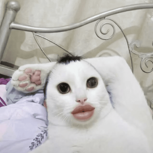 🐈‍⬛ Cat Cats 💕6 11
