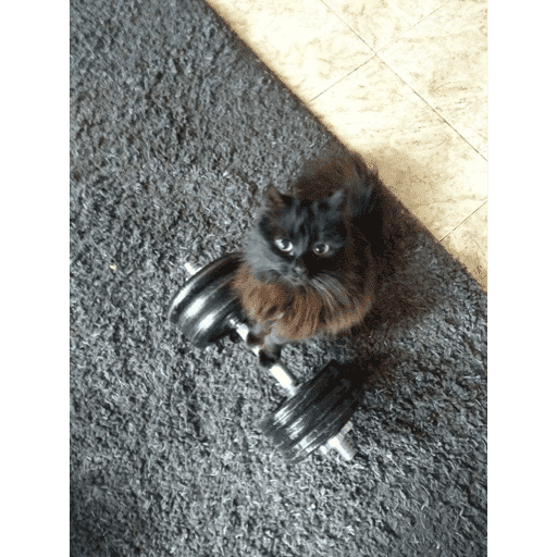 🐈‍⬛ Cat Cats 💕6 23