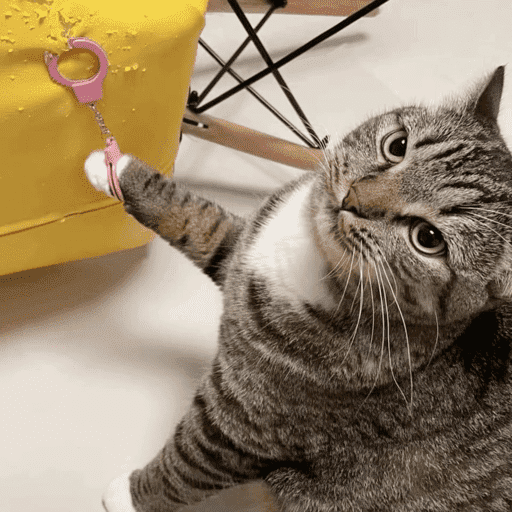 🐈‍⬛ Cat Cats 💕6 18