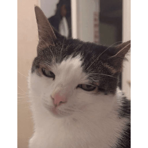🐈‍⬛ Cat Cats 💕6 3